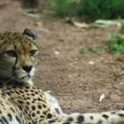 Gepard