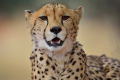 Gepard