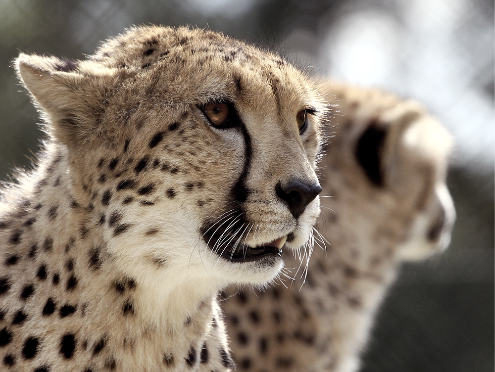 Gepard