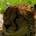 Gepard