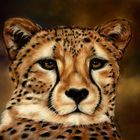 Gepard