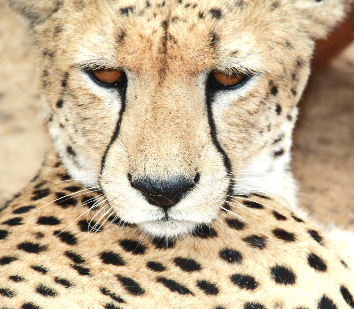 Gepard