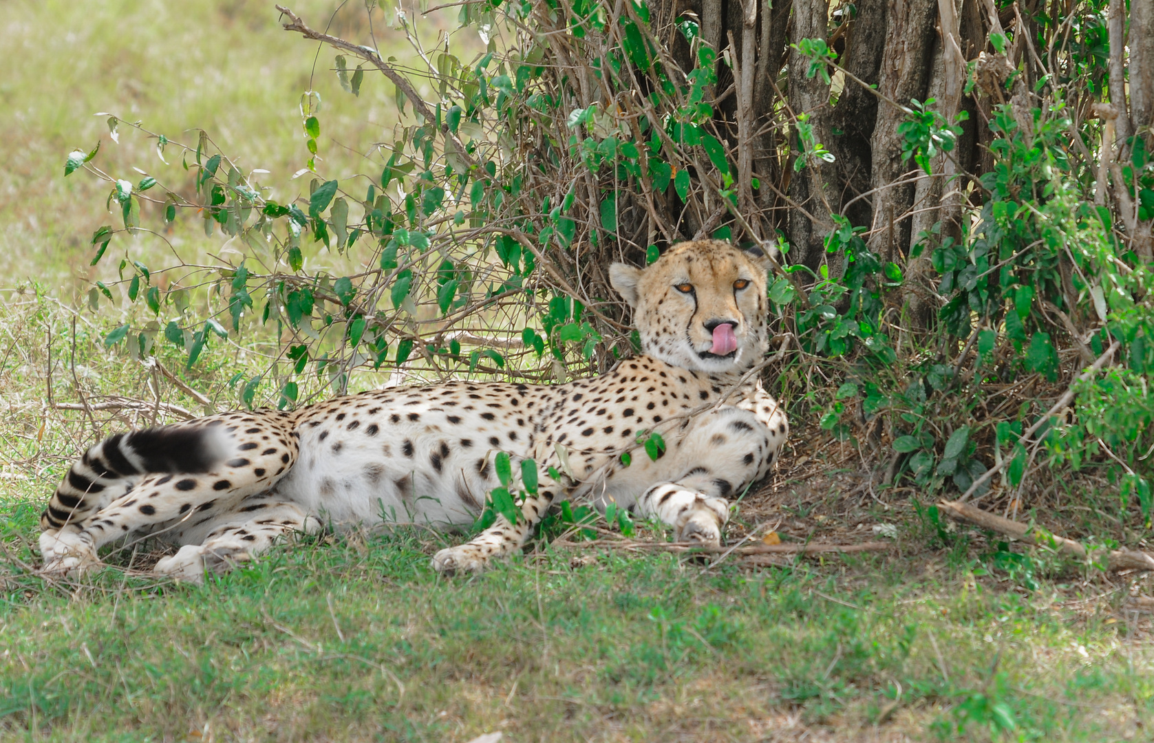 Gepard