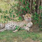 Gepard