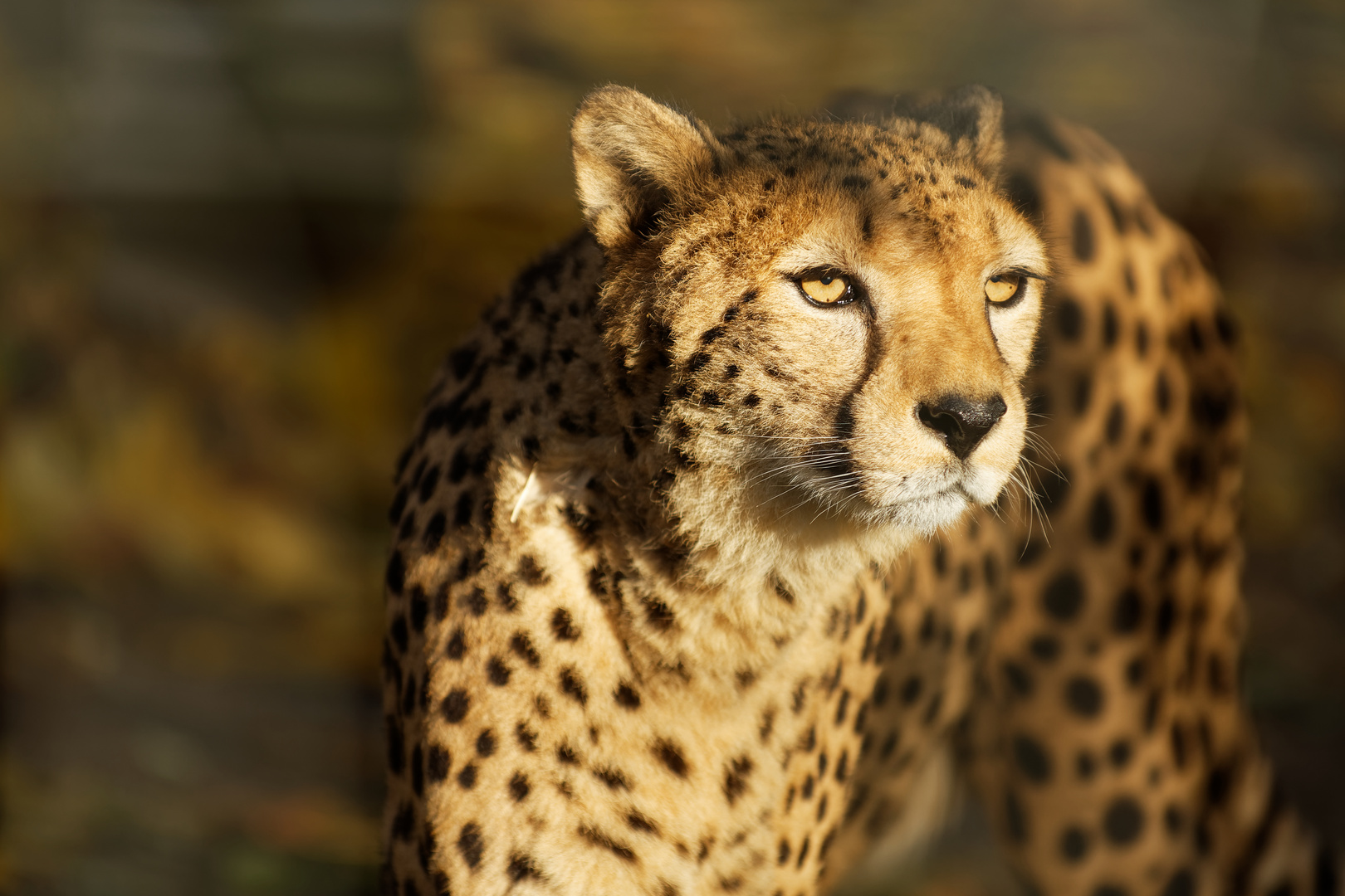 Gepard