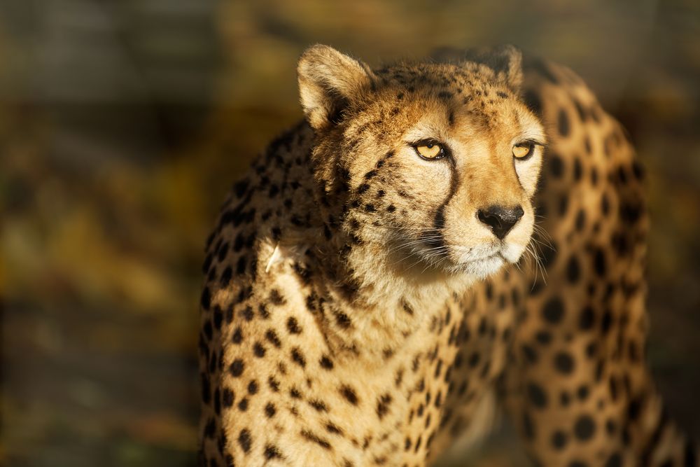 Gepard Foto & Bild | tiere, zoo, wildpark & falknerei, säugetiere ...