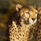 Gepard