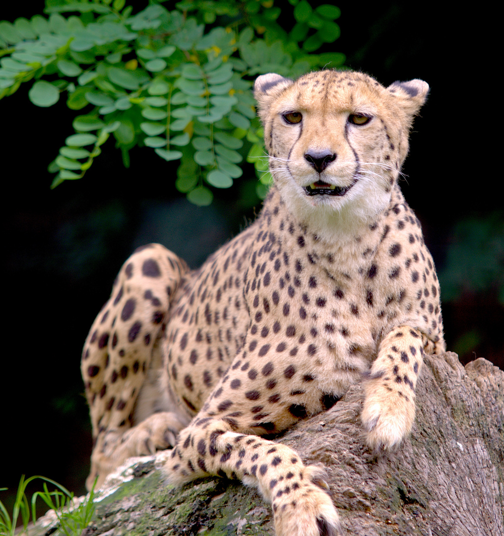 Gepard