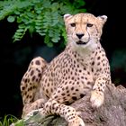 Gepard