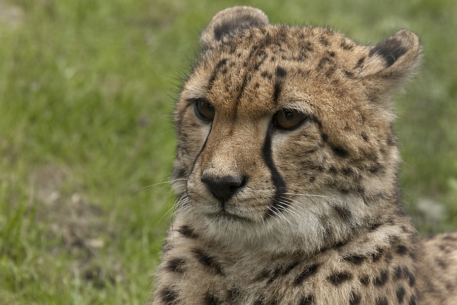 Gepard