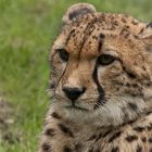 Gepard