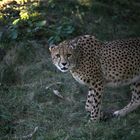 Gepard