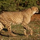 Gepard