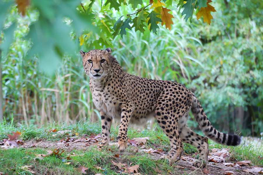 Gepard