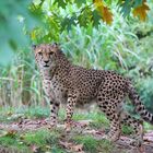 Gepard