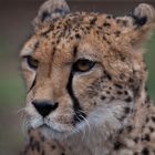 Gepard