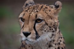 Gepard