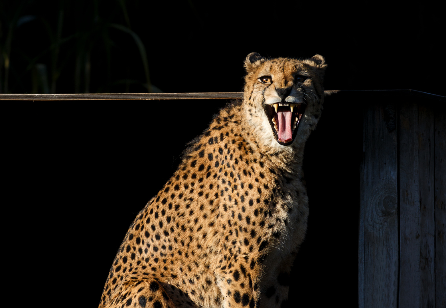 Gepard