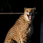 Gepard