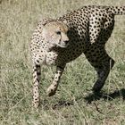 Gepard