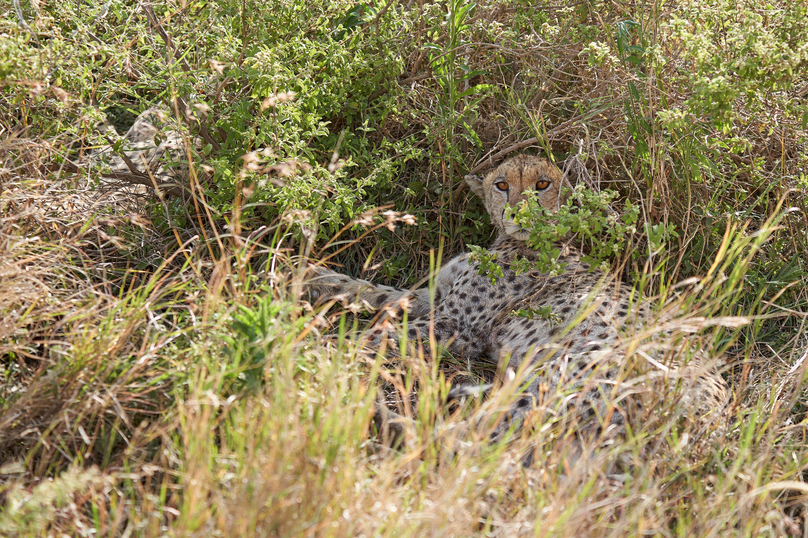 Gepard entdeckt!