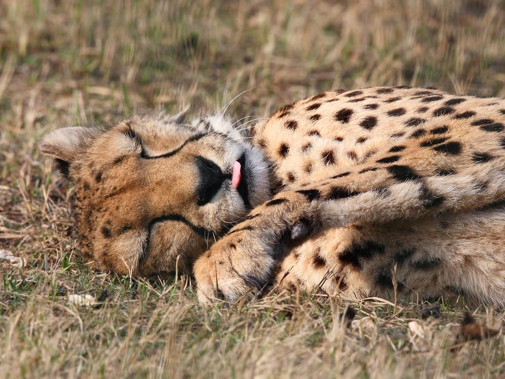 Gepard, entspannt ...