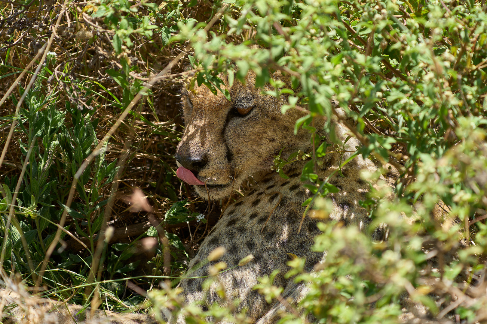 Gepard erwacht