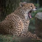 Gepard