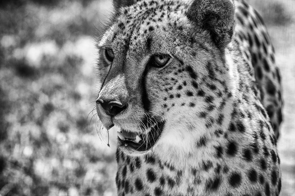 Gepard