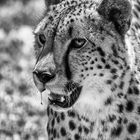 Gepard