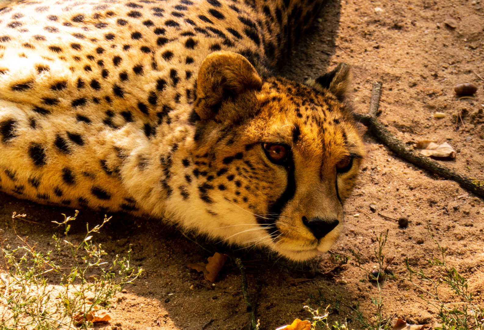 Gepard