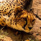 Gepard