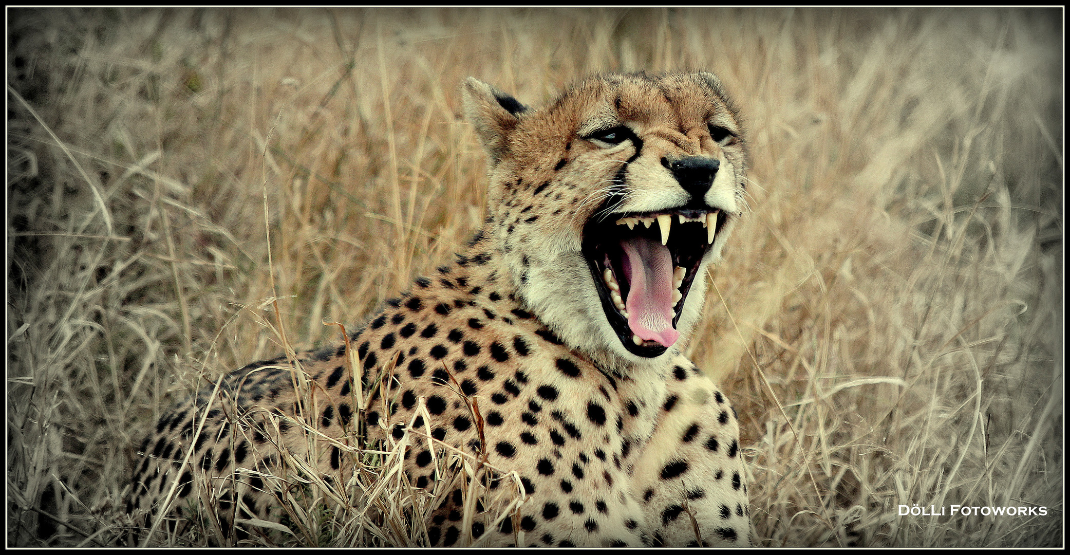 Gepard