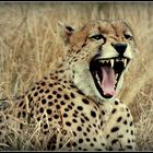 Gepard