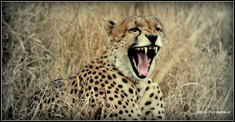 Gepard