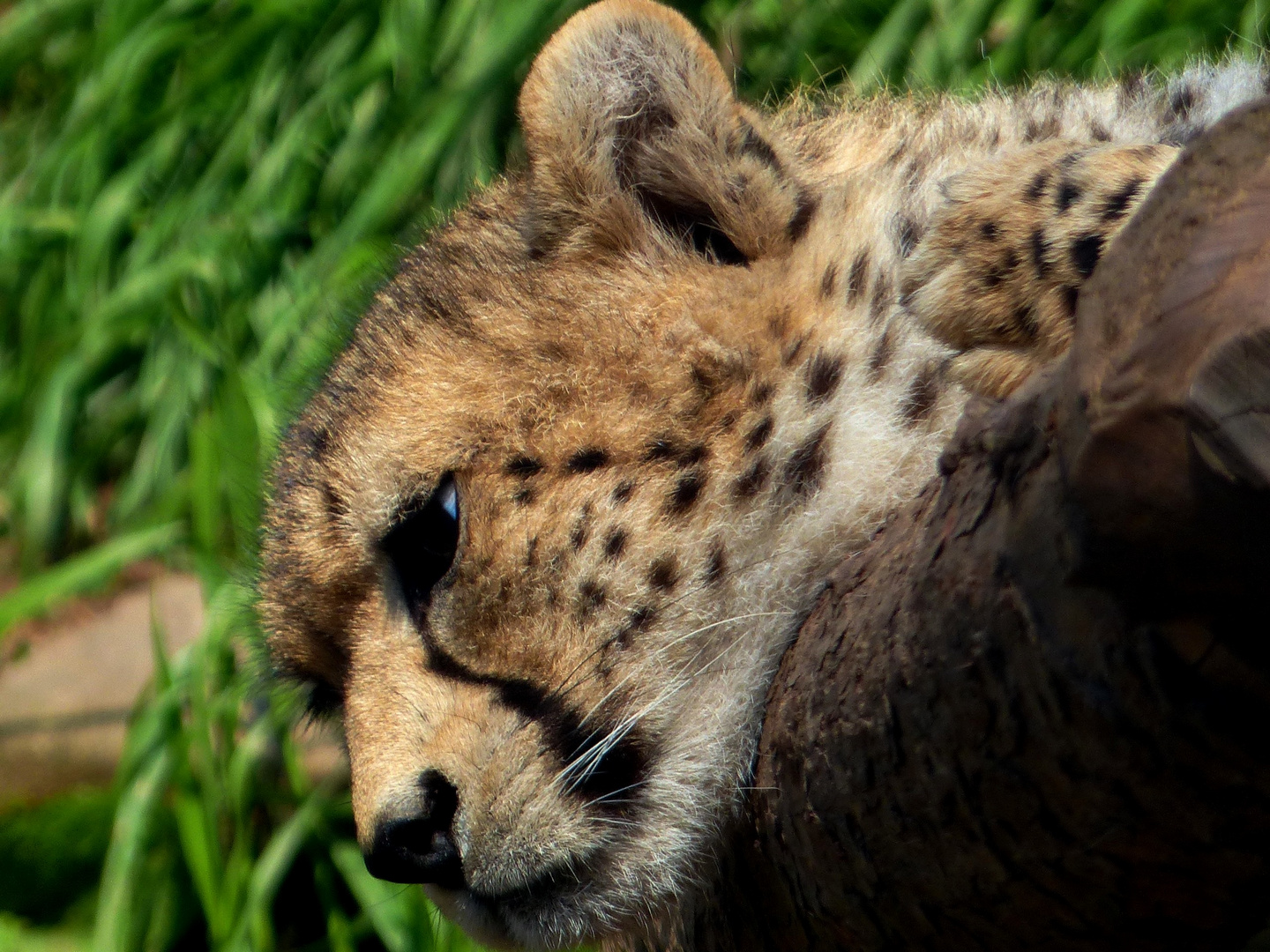 Gepard