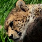 Gepard