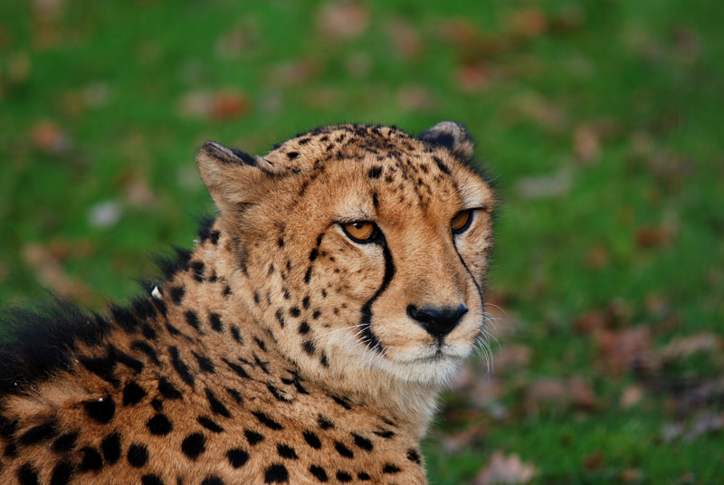 GEPARD