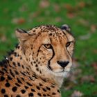 GEPARD