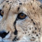 Gepard