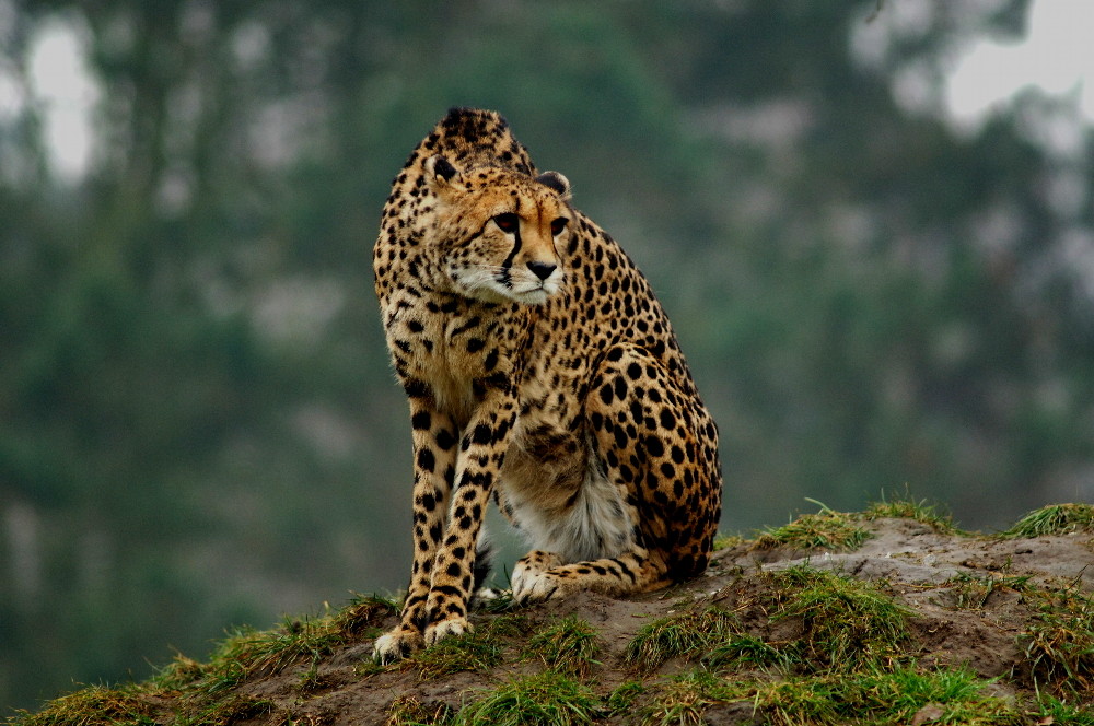 Gepard