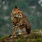 Gepard