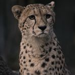 Gepard