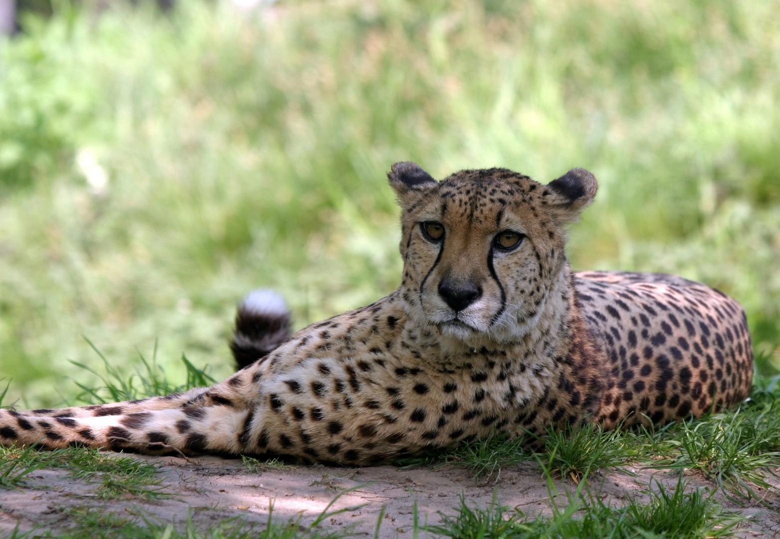 Gepard