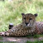 Gepard