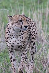 Gepard