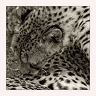 Gepard