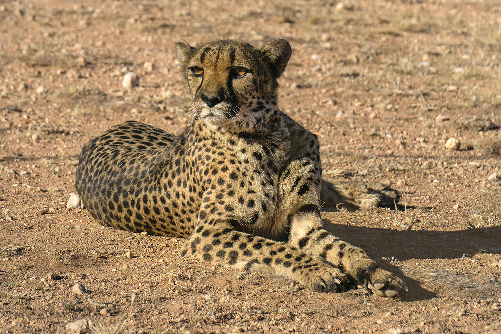 Gepard