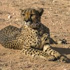 Gepard