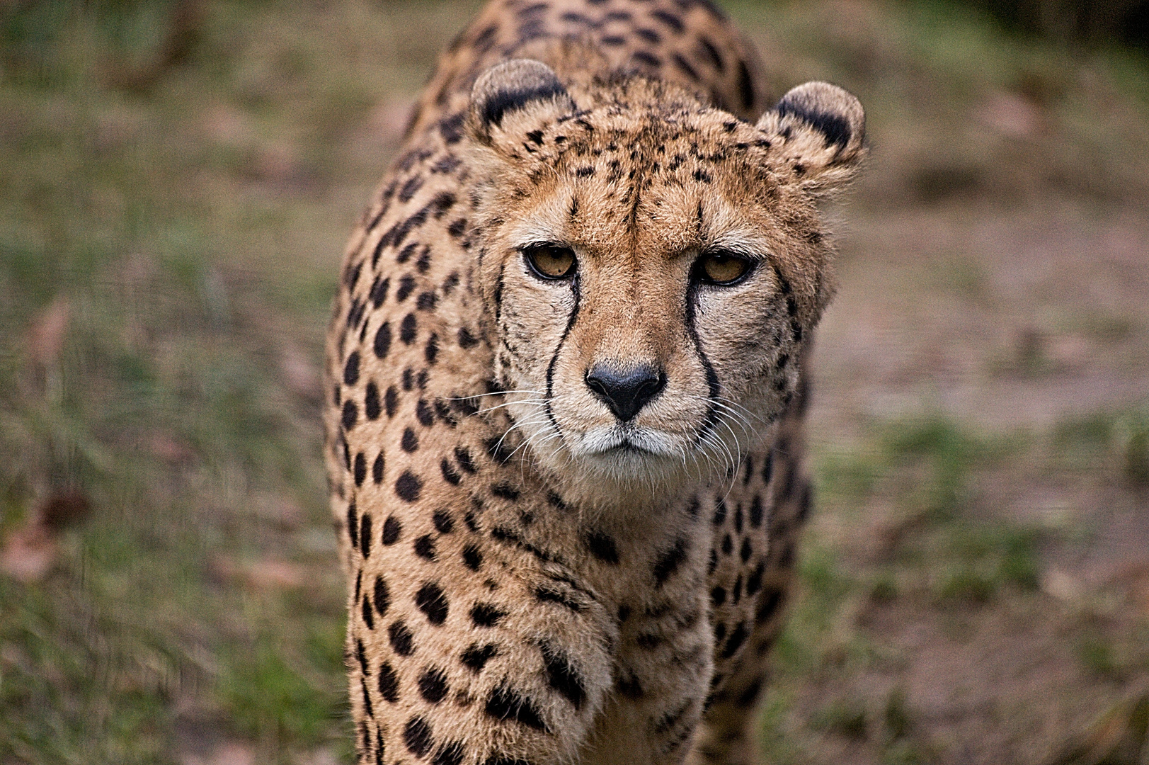 Gepard